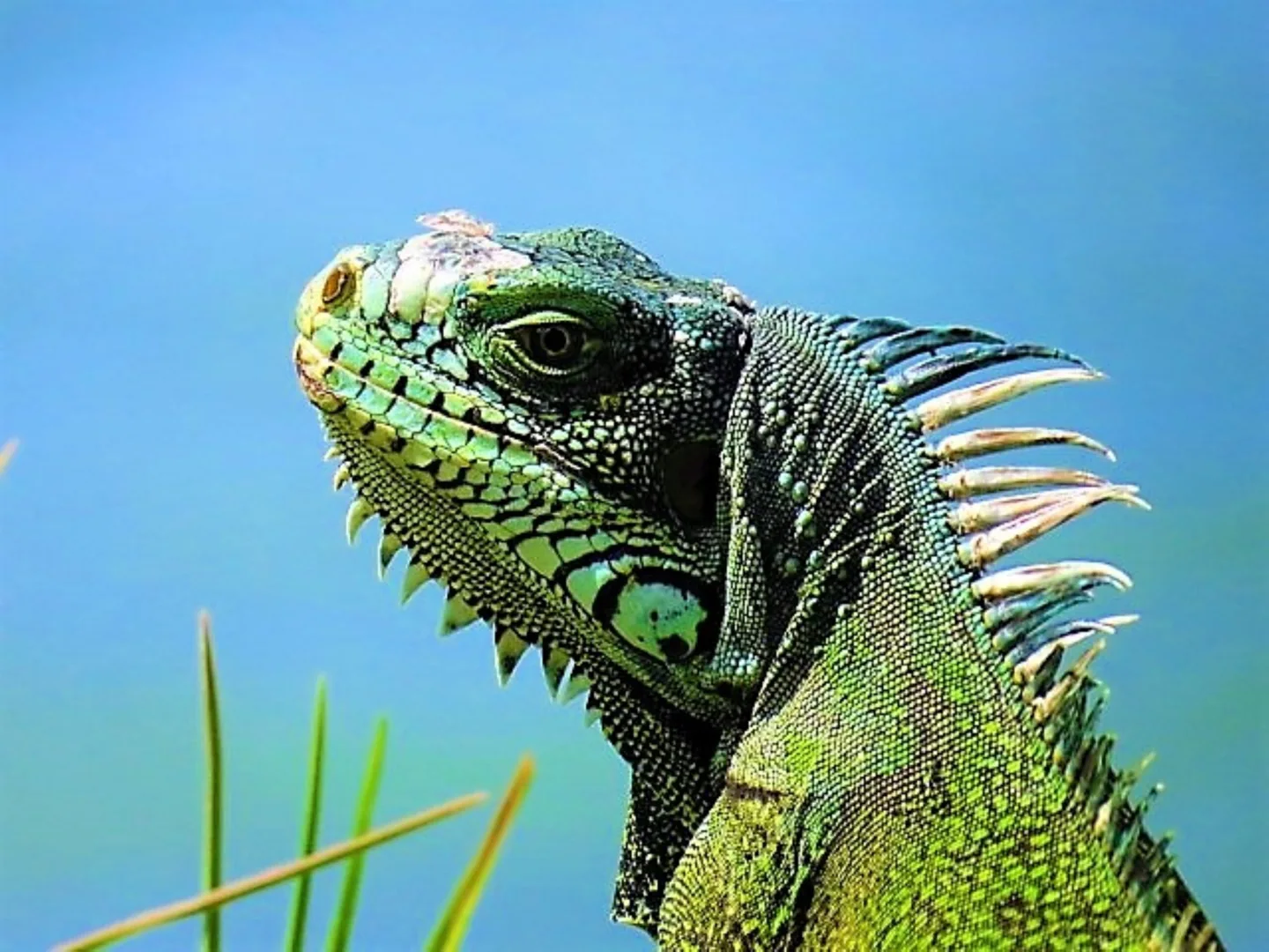 Iguane des Petites Antilles observé en Guadeloupe